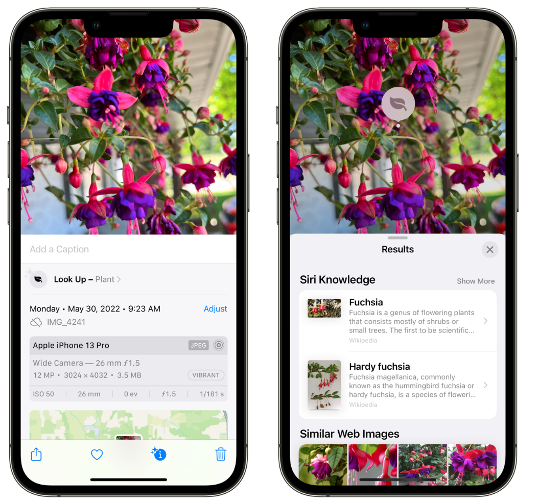 江边乡苹果手机维修分享小技巧：使用 iPhone 相机识别花卉植物 